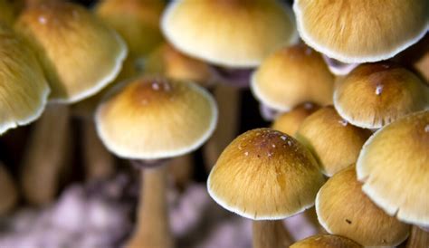 The Legality of Buying Magic Mushroom Spores: Key Points to Know